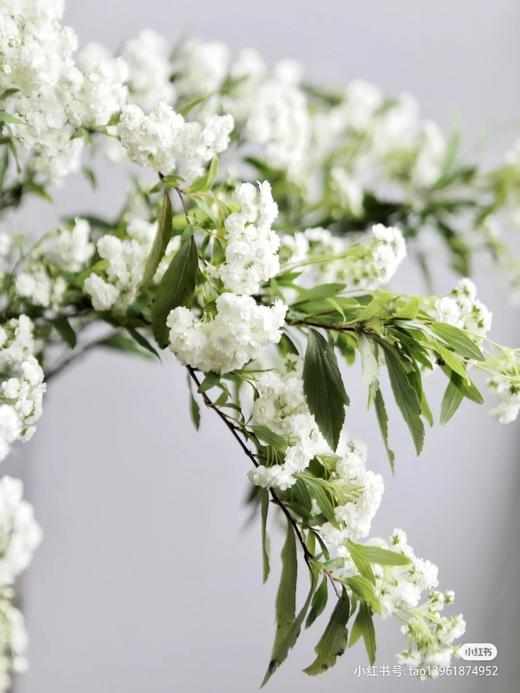 配花-手球花 商品图0