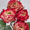 国产玫瑰-杰克苹果-20支 商品缩略图2