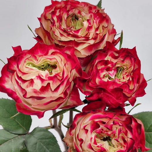 国产玫瑰-杰克苹果-20支 商品图2