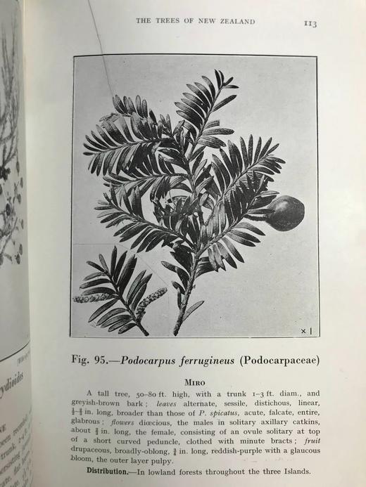 新西兰树木图鉴 126幅插图 精装32开 商品图9
