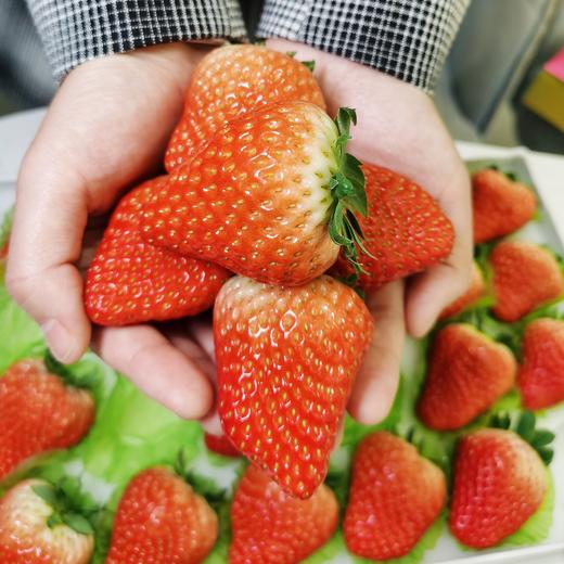 [2022年]来自丹东的牛奶草莓-爆甜多汁，草莓味超浓！（一盒约1.8-2斤） 商品图2