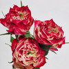 国产玫瑰-杰克苹果-20支 商品缩略图0