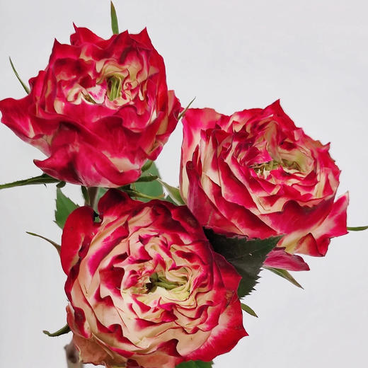 国产玫瑰-杰克苹果-20支 商品图0