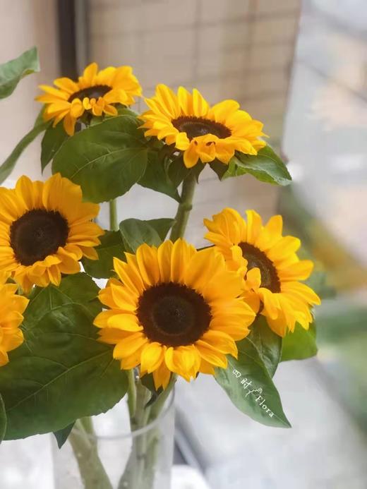 活动向日葵 商品图0