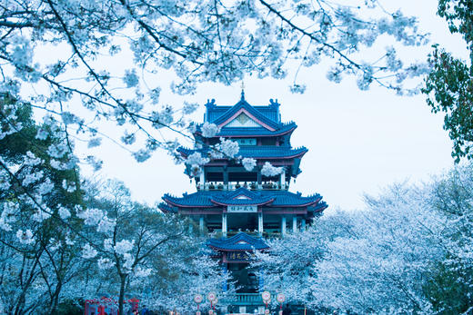 【约惠专线】3.24/3.26确定出发【烟花三月下江南】华东赏樱6天摄影<超特惠团> 商品图3