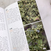 本草纲目药物彩色图鉴 商品缩略图6