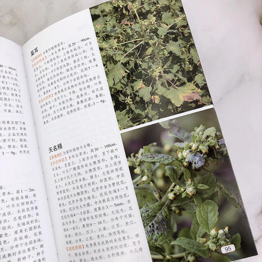 本草纲目药物彩色图鉴 商品图6