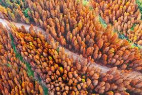 01月15日 江门·良溪古村·“胡杨林”映红落雨杉一天摄影