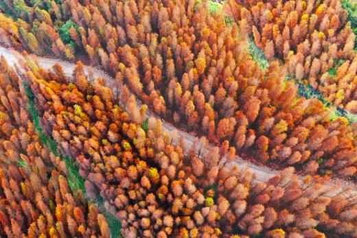 01月15日 江门·良溪古村·“胡杨林”映红落雨杉一天摄影 商品图0