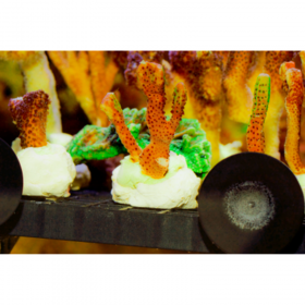 德国AB 陶瓷珊瑚基座