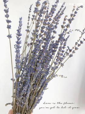 干花 ｜ 薰衣草