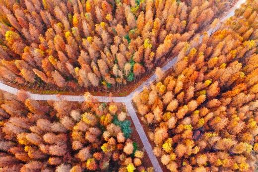 01月15日 江门·良溪古村·“胡杨林”映红落雨杉一天摄影 商品图1