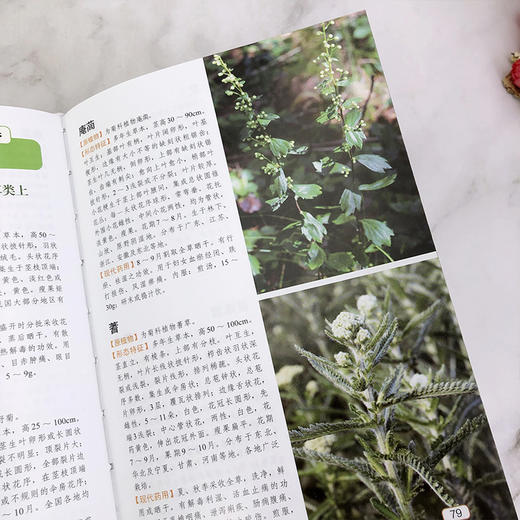 本草纲目药物彩色图鉴 商品图4
