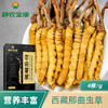 神农金康 正宗西藏那曲头期冬虫夏草1g/盒（4根）原生态真滋补 喝护家人健康 商品缩略图1