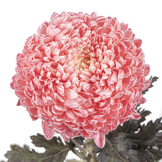 小菊 ｜ 牡丹菊西瓜红【人工吸染，有色差，慎重下单】 商品图1