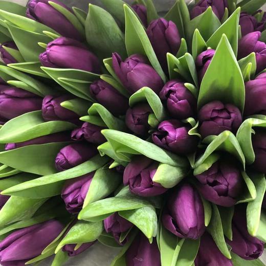 预售6月13日郁金香-紫 Purple Prince 37cm 30g-10支 商品图0