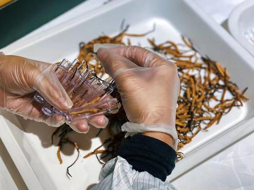 冬虫夏草石斛茶 商品图2