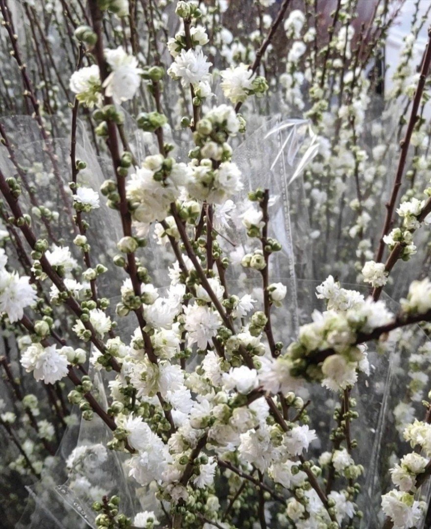 重瓣珍珠李粉色 一扎约7-10支 包邮 - 拉芙鲜花