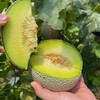 百里家的蜜瓜 全是一藤一瓜 自然成熟 又香又甜 天南地北的好蜜瓜|百里食 商品缩略图3