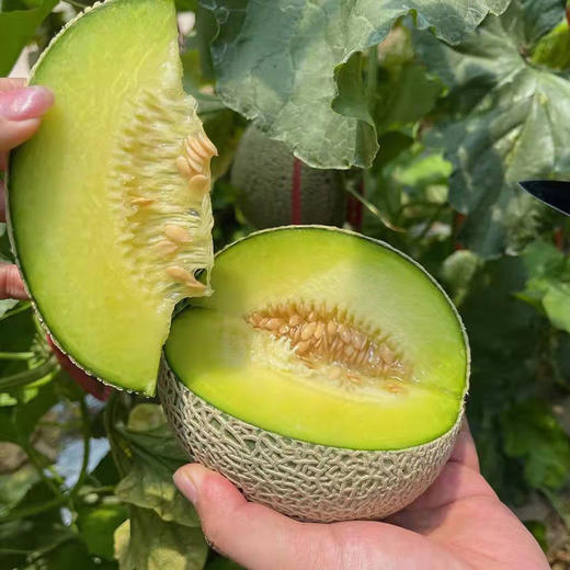 百里家的蜜瓜 全是一藤一瓜 自然成熟 又香又甜 天南地北的好蜜瓜|百里食 商品图3