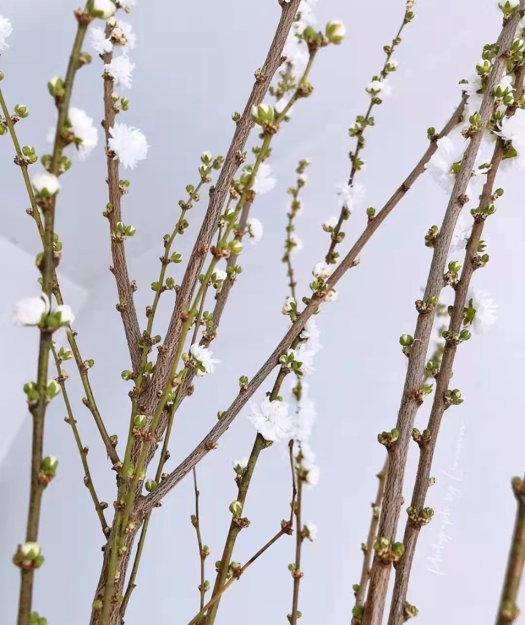 重瓣珍珠李粉色 一扎约7-10支 包邮 - 拉芙鲜花