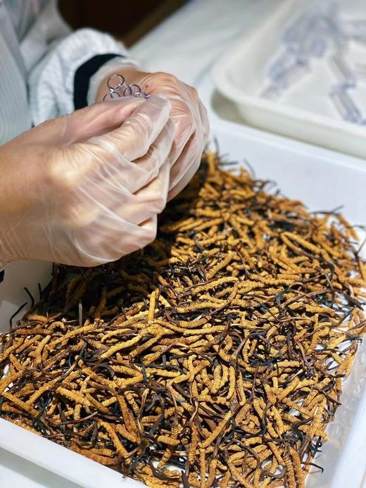 冬虫夏草石斛茶 商品图1