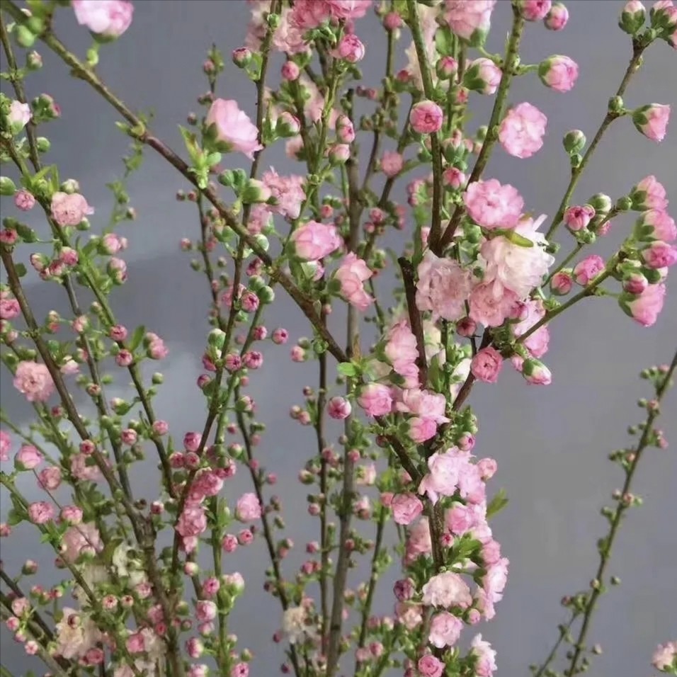 重瓣珍珠李粉色 一扎约7-10支 包邮 - 拉芙鲜花