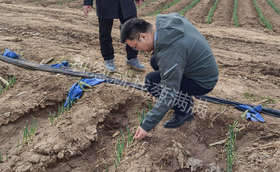  如何做好大葱种植田间管理