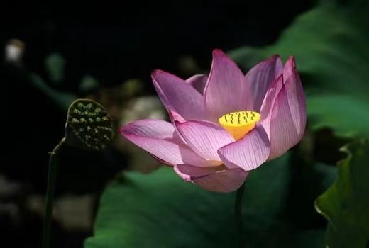 YOPOTA/优品堂“明媚秋色”重磅桑蚕丝缎面盘扣披肩围巾 商品图2