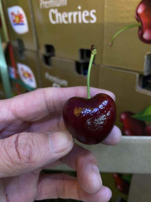 周五取货：【金都乐4J桑提娜车厘子】一箱毛重5斤左右，甜度高，硬，脆，甜！ 商品图1