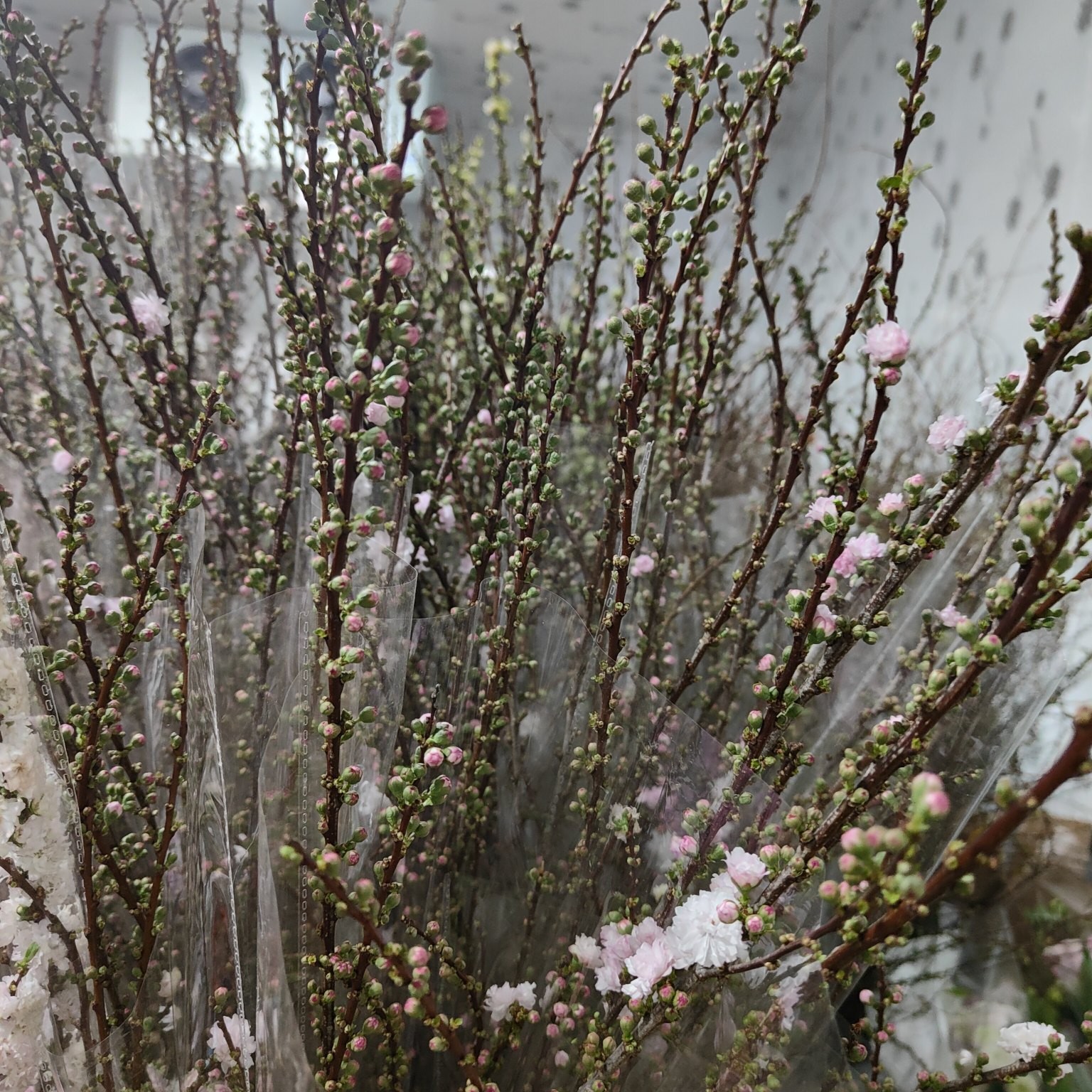 重瓣珍珠李粉色 一扎约7-10支 包邮 - 拉芙鲜花