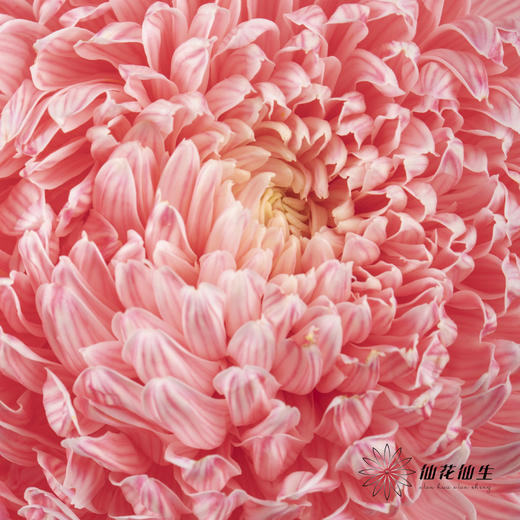 小菊 ｜ 牡丹菊西瓜红【人工吸染，有色差，慎重下单】 商品图2