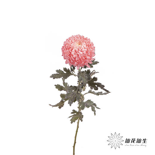 小菊 ｜ 牡丹菊西瓜红【人工吸染，有色差，慎重下单】 商品图3