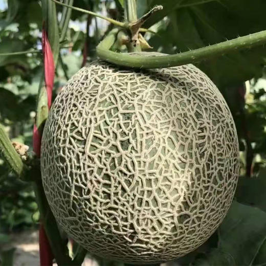 百里家的蜜瓜 全是一藤一瓜 自然成熟 又香又甜 天南地北的好蜜瓜|百里食 商品图0