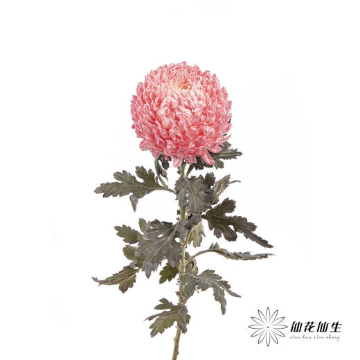 小菊 ｜ 牡丹菊西瓜红【人工吸染，有色差，慎重下单】 商品图4