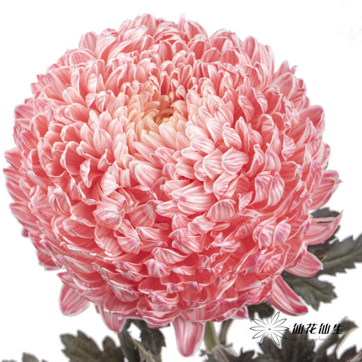 小菊 ｜ 牡丹菊西瓜红【人工吸染，有色差，慎重下单】 商品图0