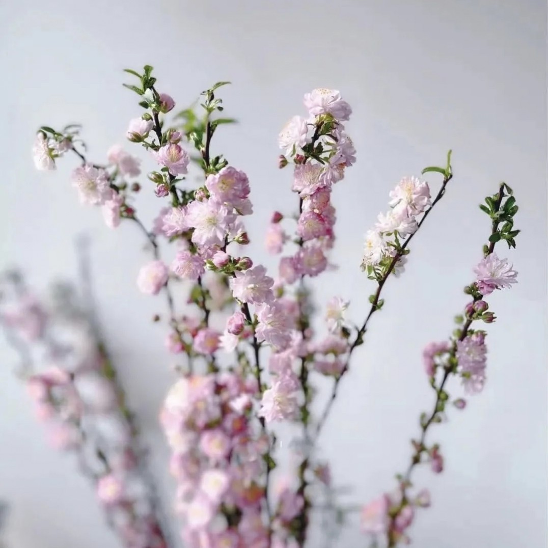 重瓣珍珠李粉色 一扎约7-10支 包邮 - 拉芙鲜花