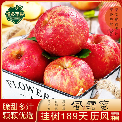 悦多风霜蜜 山东红富士苹果树上熟  礼盒装平安果  节日水果 商品图1