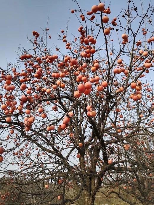 六不用  农家 柿饼   口感甜糯 商品图7