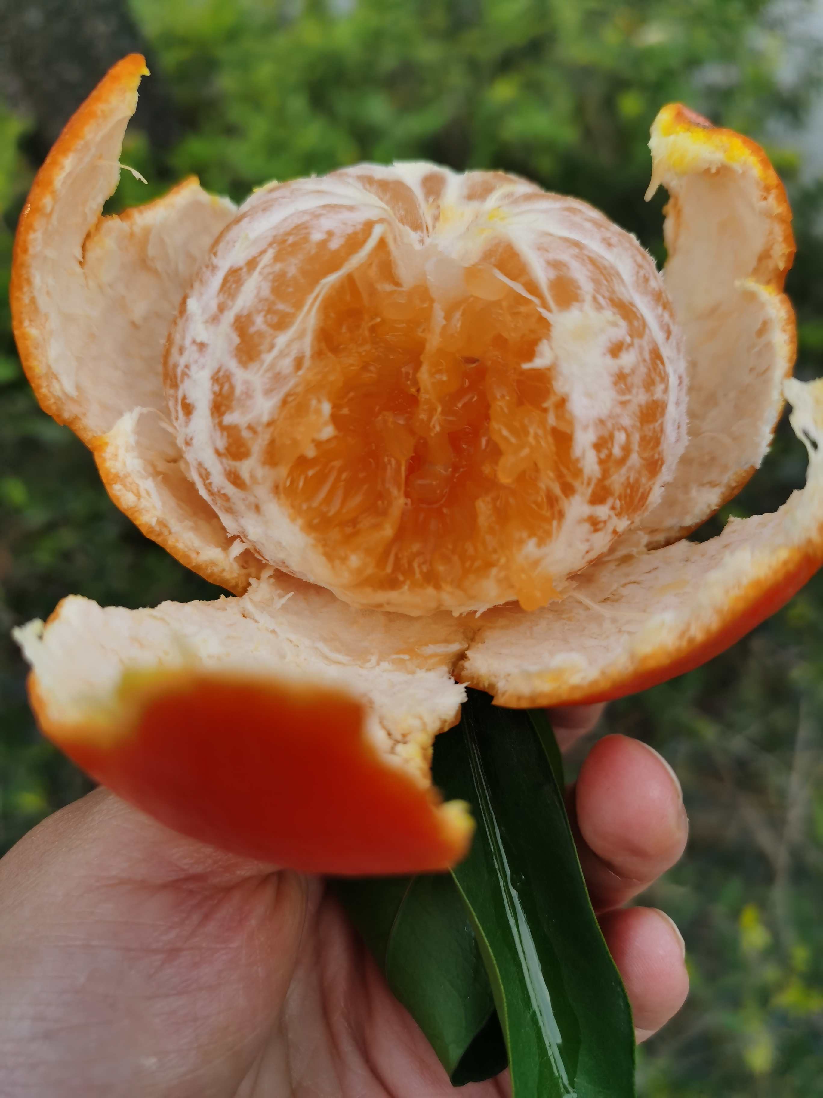 农家耙耙柑（8斤 & 9斤/件）