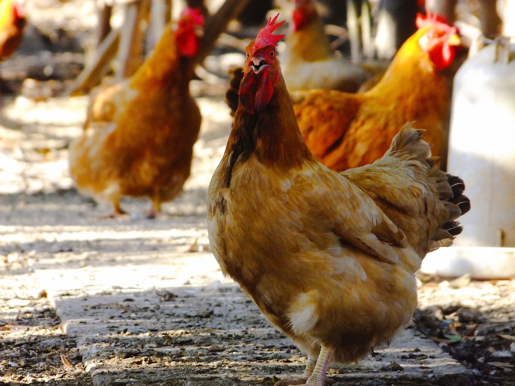 花间村散养老母鸡全净膛（适合做鸡汤）每只约2-3斤