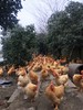 花间村散养老母鸡全净膛（适合做鸡汤）每只约2-3斤 商品缩略图1