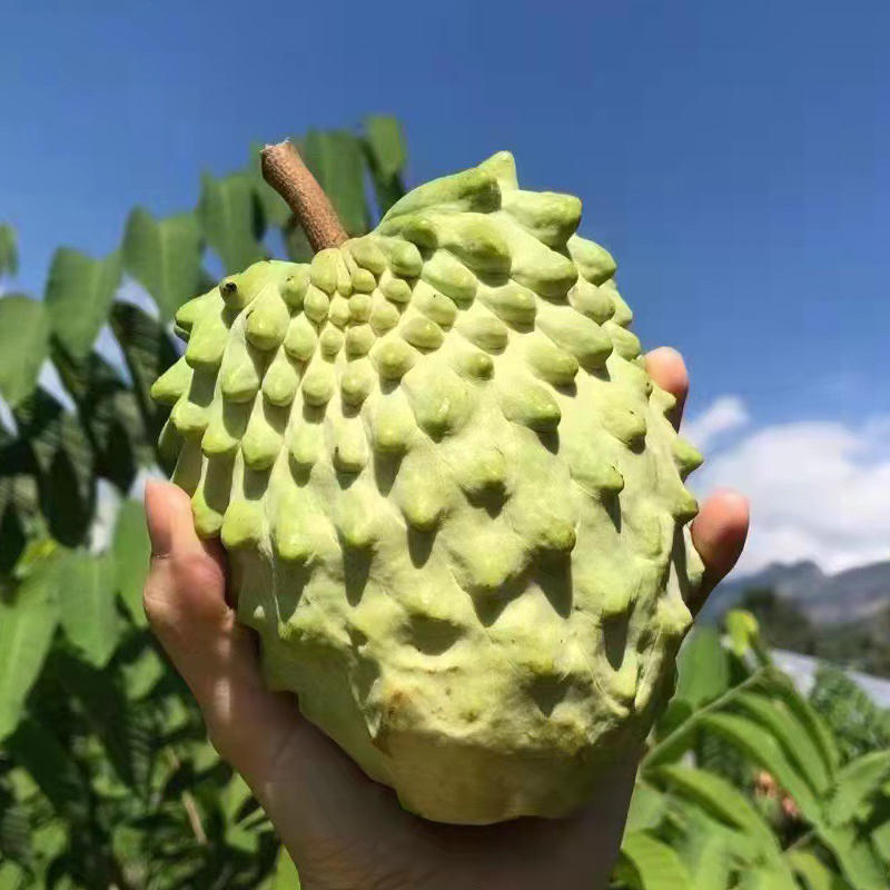 云南高原牛奶凤梨释迦果