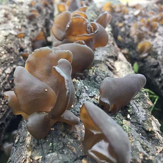 椴树木耳黑木耳干货优质高泡发200g 商品图5