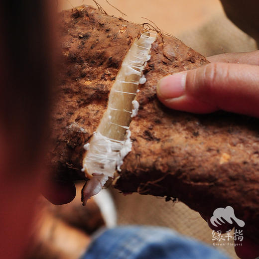 野生连山山药 | 合作生产 * Wild-Yam | Coproduction 商品图3