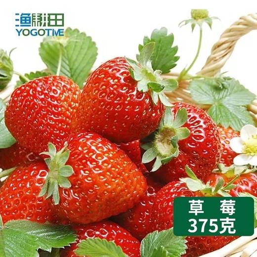 渔耕田鱼菜共生草莓375克 商品图0
