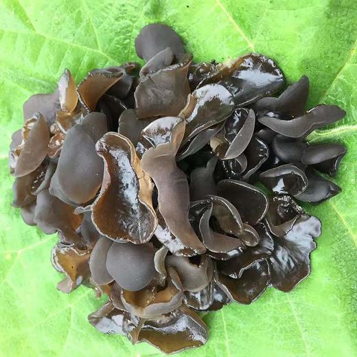椴树木耳黑木耳干货优质高泡发200g 商品图1