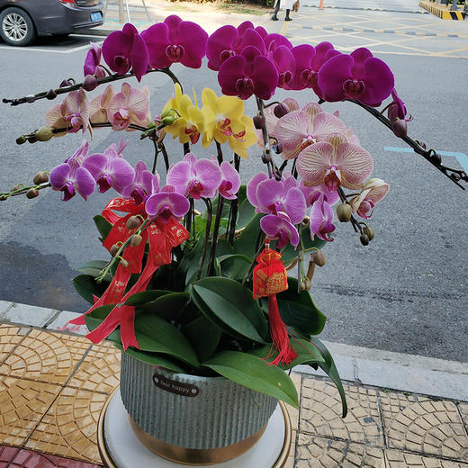 蝴蝶兰花卉盆栽-兰花精品蝴蝶兰春节年宵送礼送生日开张开业乔迁领导朋友长辈（盆子随机） 商品图3