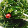 【限时抢购】爱心压缩海带丝懒人食品 商品缩略图9