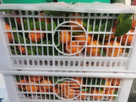 精品砂糖橘一筐 商品图0